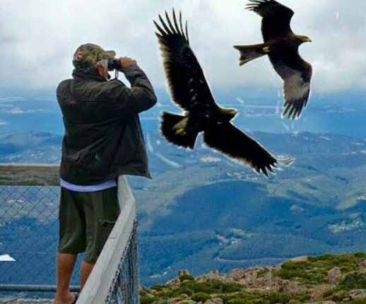 Eagle और Kite में जानें क्या होता है अंतर, कैसे करे दोनों की पहचान